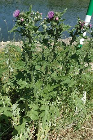 Cirsium palustre \ Sumpf-Kratzdistel / Marsh Thistle, D Mannheim 1.6.2020