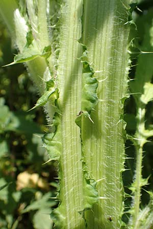 Cirsium palustre \ Sumpf-Kratzdistel / Marsh Thistle, D Mannheim 1.6.2020