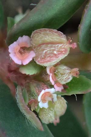 Chamaesyce prostrata \ Hingestreckte Wolfsmilch / Trailing Red Spurge, Prostrate Spurge, D Mannheim 23.8.2020