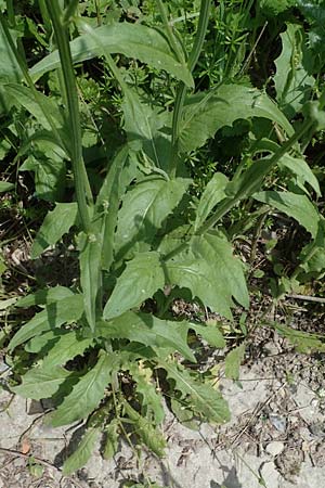 Crepis pulchra \ Glanz-Pippau / Small-Flowered Hawk's-Beard, D Pforzheim 12.6.2021