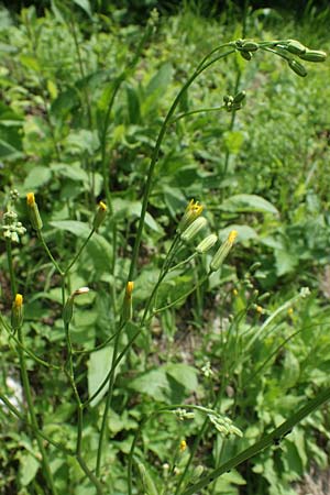 Crepis pulchra \ Glanz-Pippau / Small-Flowered Hawk's-Beard, D Pforzheim 12.6.2021