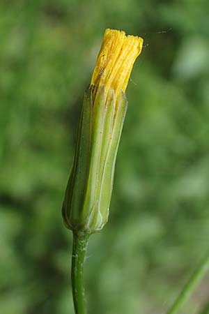 Crepis pulchra \ Glanz-Pippau / Small-Flowered Hawk's-Beard, D Pforzheim 12.6.2021