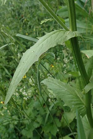 Crepis pulchra \ Glanz-Pippau / Small-Flowered Hawk's-Beard, D Pforzheim 12.6.2021