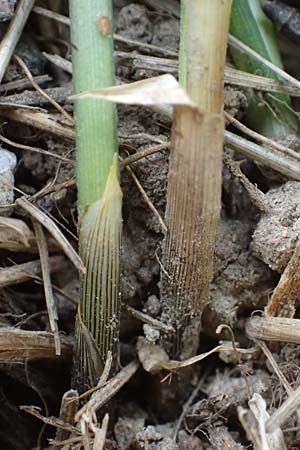 Carex polyphylla \ Unterbrochenhrige Segge / Berkeley Sedge, Grassland Sedge, D Bensheim 29.4.2022