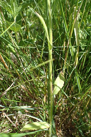 Campanula patula \ Wiesen-Glockenblume, D Thüringen, Erfurt 13.6.2022