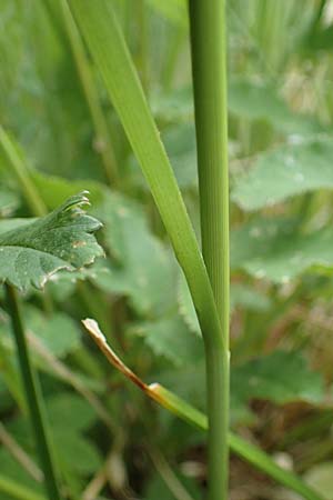 Carex paniculata / Greater Tussock Sedge, D Stadtallendorf 21.6.2022