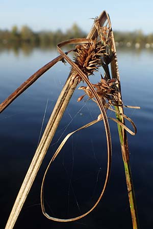 Carex pseudocyperus \ Zypergras-Segge, Scheinzyper-Segge / Cyperus Sedge, D Kehl 29.10.2022