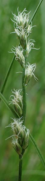 Carex polyphylla \ Unterbrochenhrige Segge / Berkeley Sedge, Grassland Sedge, D Höpfingen 20.5.2023