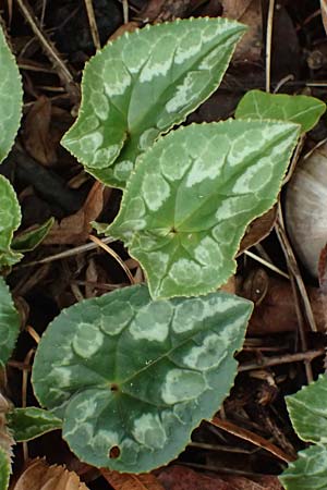 Cyclamen purpurascens \ Europisches Alpenveilchen, D Pforzheim 28.10.2023