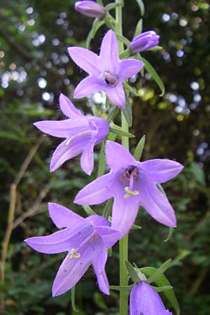 Campanula rapunculoides \ Acker-Glockenblume / Creeping Bellflower, D Kellenbach 7.7.2008