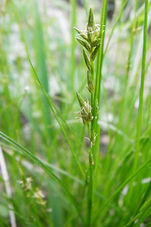 Carex remota \ Winkel-Segge / Remote Sedge, D Schriesheim-Altenbach 7.5.2015