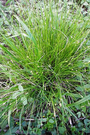 Carex remota \ Winkel-Segge / Remote Sedge, D Schriesheim-Altenbach 7.5.2015