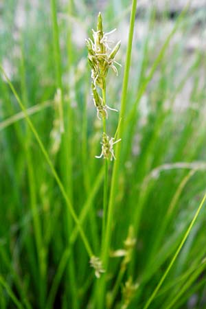 Carex remota \ Winkel-Segge, D Schriesheim-Altenbach 7.5.2015