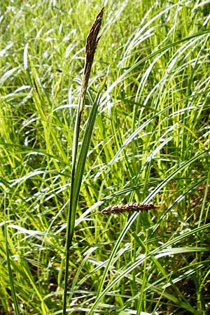 Carex riparia \ Ufer-Segge / Great Pond Sedge, D Groß-Gerau 25.6.2015