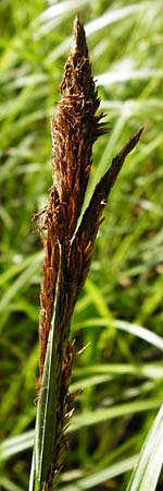 Carex riparia \ Ufer-Segge / Great Pond Sedge, D Groß-Gerau 25.6.2015