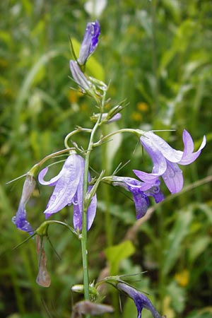 Campanula rapunculus \ Rapunzel-Glockenblume / Rampion Bellflower, D Odenwald, Unterflockenbach 27.6.2015