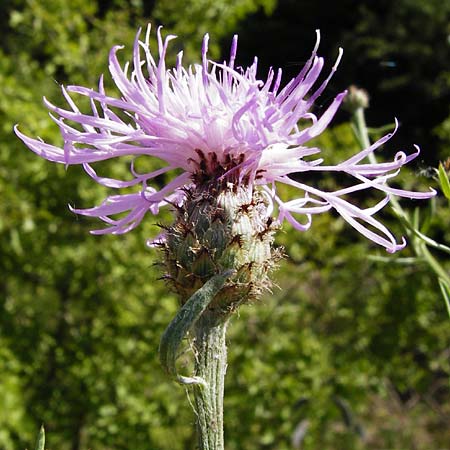 Centaurea australis \ Kleinkpfige Flockenblume / Southern Spotted Knapweed, D Graben-Neudorf 28.6.2015