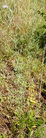 Centaurea australis \ Kleinkpfige Flockenblume / Southern Spotted Knapweed, D Graben-Neudorf 28.6.2015