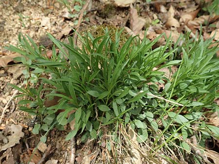 Campanula rotundifolia \ Rundblttrige Glockenblume / Harebell, D Odenwald, Nieder-Beerbach 22.4.2016