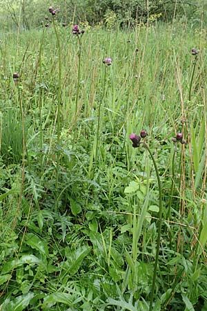 Cirsium rivulare \ Bach-Kratzdistel / Brook Thistle, D Pfronten 9.6.2016