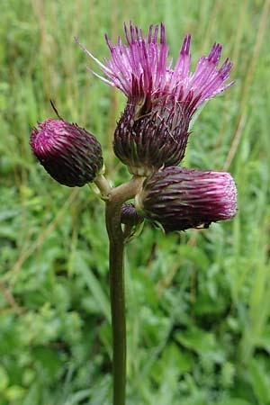 Cirsium rivulare \ Bach-Kratzdistel / Brook Thistle, D Pfronten 9.6.2016