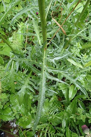 Cirsium rivulare \ Bach-Kratzdistel, D Pfronten 9.6.2016