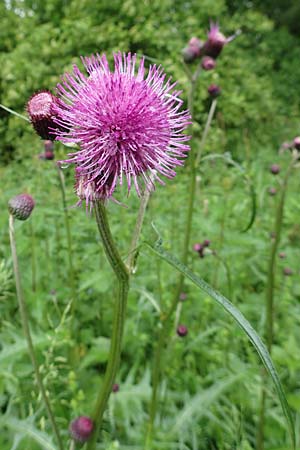 Cirsium rivulare \ Bach-Kratzdistel / Brook Thistle, D Pfronten 9.6.2016