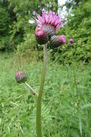 Cirsium rivulare \ Bach-Kratzdistel / Brook Thistle, D Pfronten 9.6.2016