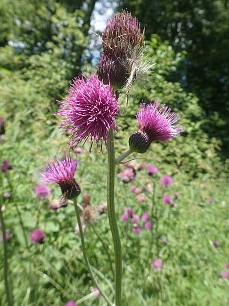 Cirsium rivulare \ Bach-Kratzdistel, D Pfronten 28.6.2016