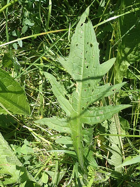 Cirsium rivulare \ Bach-Kratzdistel / Brook Thistle, D Pfronten 28.6.2016