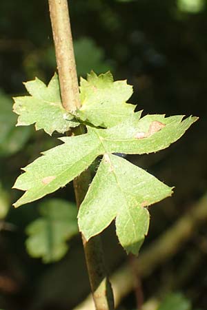 Crataegus rhipidophylla subsp. rhipidophylla \ Grokelch-Weidorn / Midland Hawthorn, D Langenselbold 10.9.2016