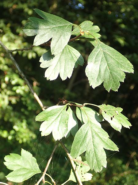 Crataegus rhipidophylla subsp. rhipidophylla \ Großkelch-Weißdorn / Midland Hawthorn, D Langenselbold 10.9.2016