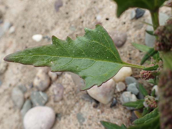 Chenopodium rubrum \ Roter Gnsefu / Red Goosefoot, D Krefeld-Uerdingen 28.9.2017