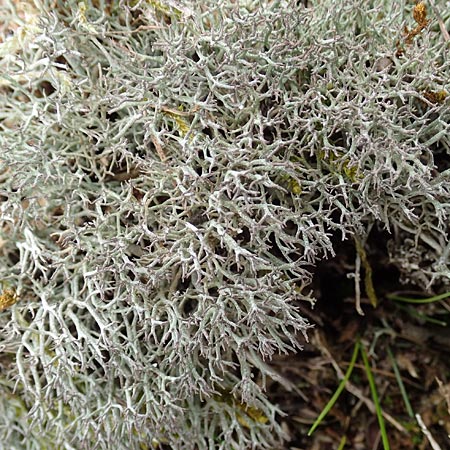 Cladonia rangiformis \ Gesprenkelte Becher-Flechte / Reindeer Moss, D Schwetzingen 13.3.2018