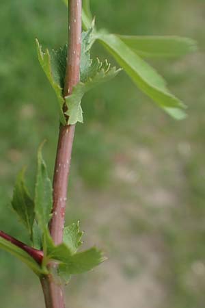 Crataegus monogyna \ Eingriffeliger Weidorn, D Mannheim 3.5.2018