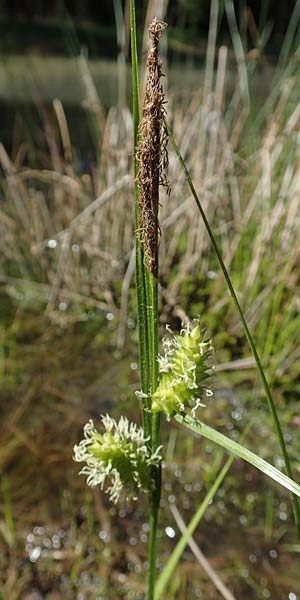 Carex rostrata \ Schnabel-Segge / Bottle Sedge, D Darmstadt 7.5.2018