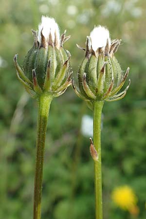 Crepis biennis \ Wiesen-Pippau, D Philippsburg 7.7.2018