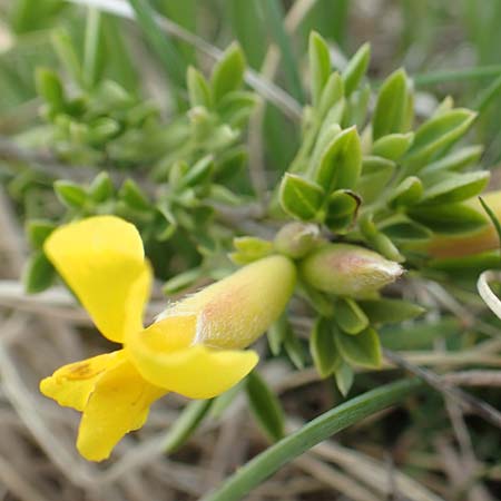 Cytisus ratisbonensis \ Regensburger Zwergginster / Regensburg Broom, D Eching 2.5.2019