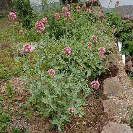 Centranthus ruber subsp. ruber / Red Valerian, D Dilsberg 24.5.2020