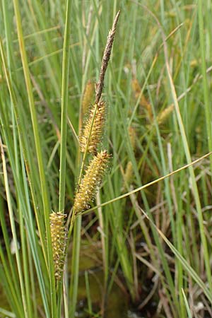 Carex rostrata \ Schnabel-Segge, D Hunsrück, Börfink 18.7.2020