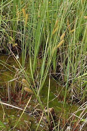 Carex rostrata / Bottle Sedge, D Hunsrück, Börfink 18.7.2020