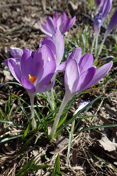 Crocus tommasinianus / Woodland Crocus, Tommasini's Crocus, D Ludwigshafen 8.3.2021