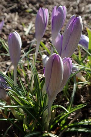 Crocus tommasinianus \ Elfen-Krokus, Dalmatiner Krokus / Woodland Crocus, Tommasini's Crocus, D Ludwigshafen 8.3.2021