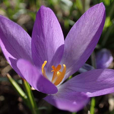 Crocus tommasinianus / Woodland Crocus, Tommasini's Crocus, D Ludwigshafen 8.3.2021