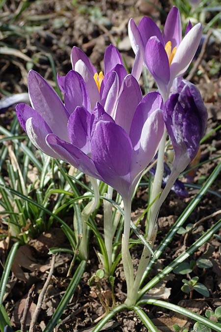 Crocus tommasinianus \ Elfen-Krokus, Dalmatiner Krokus, D Ludwigshafen 8.3.2021