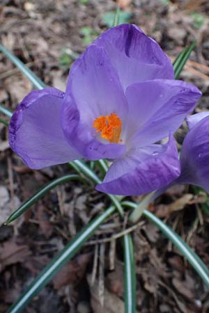 Crocus vernus s.l. \ Frhlings-Krokus, D Ludwigshafen 18.3.2021