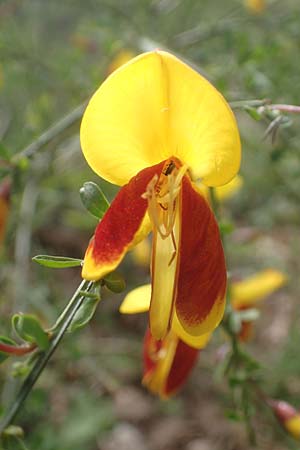 Cytisus scoparius \ Besen-Ginster, D Odenwald, Oberflockenbach 8.5.2021