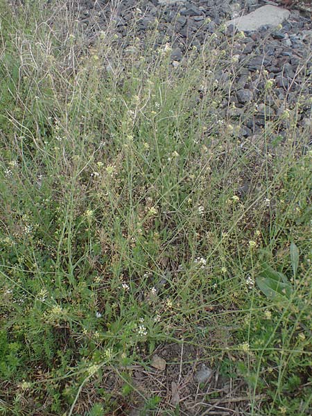 Capsella bursa-pastoris \ Hirtentschel / Shepherd's Purse, D Mannheim 15.5.2021