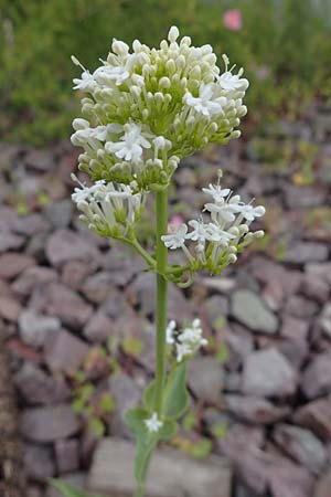 Centranthus ruber subsp. ruber \ Rote Spornblume, D Ludwigshafen 27.5.2021