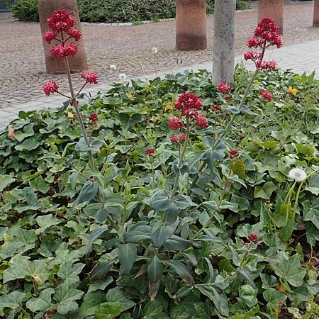 Centranthus ruber subsp. ruber \ Rote Spornblume / Red Valerian, D Ludwigshafen 1.5.2022